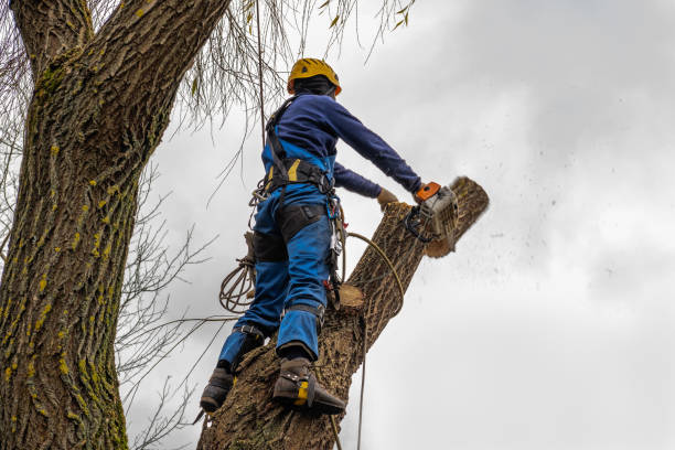 Best Tree Branch Trimming  in Chester, SC